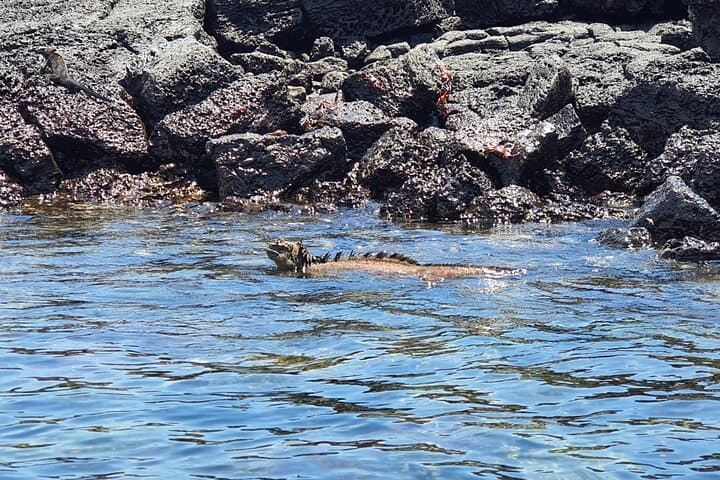 Tortuga Bay Beach Wildlife and Snorkel with Underwater Specialist photo 6