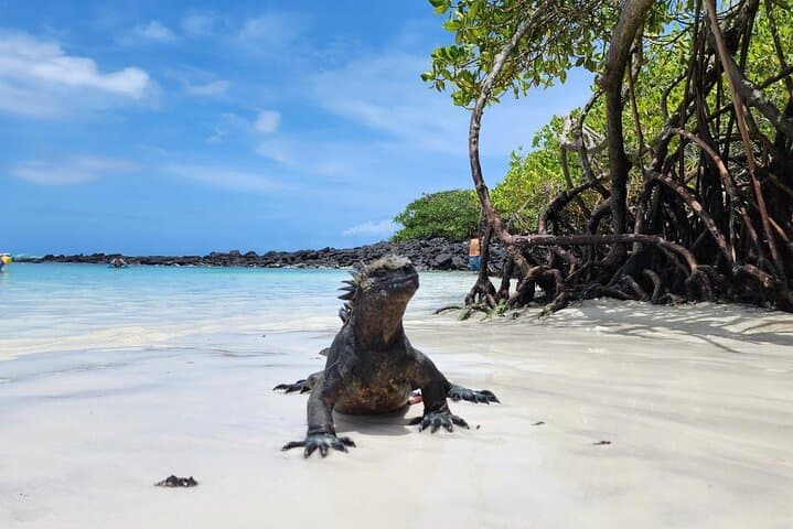 Tortuga Bay Beach Wildlife and Snorkel with Underwater Specialist