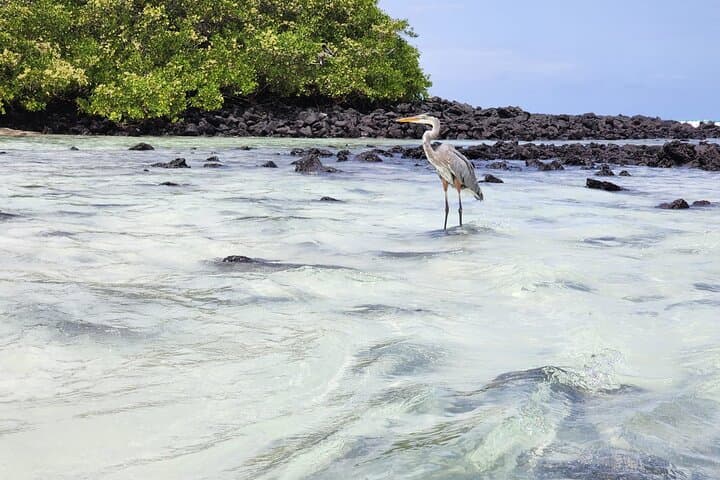 Tortuga Bay Beach Wildlife and Snorkel with Underwater Specialist photo 3