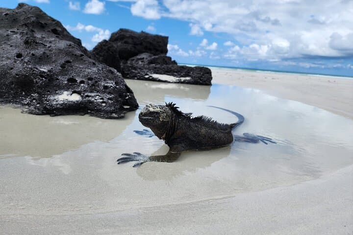 Tortuga Bay Beach Wildlife and Snorkel with Underwater Specialist photo 5