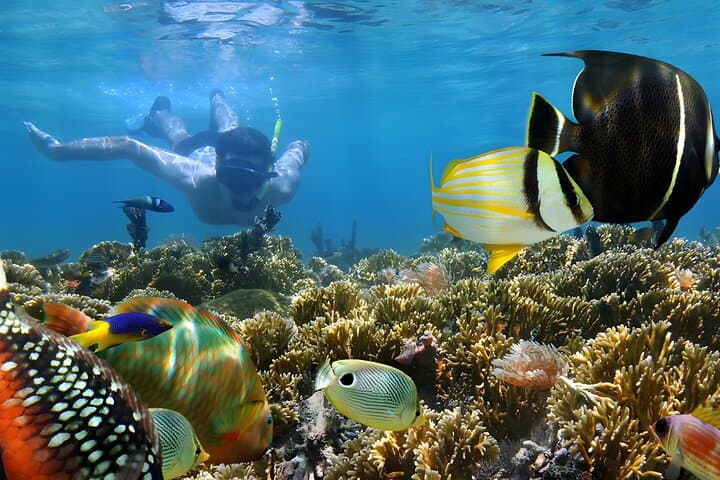Blue Lagoon Padangbai Snorkeling Tour — Calm Reefs & Macro Underwater Photography