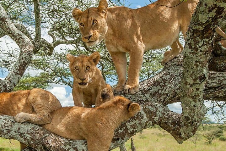 14-Day Uganda & Rwanda Primate Safari: Gorilla, Chimpanzee & Golden Monkey Treks photo 4