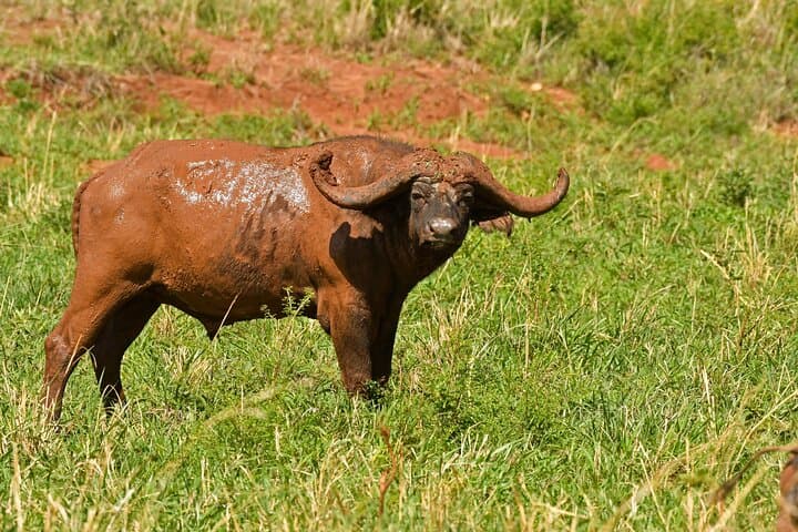 4-Day Private Gorilla Tracking and Wildlife Safari in Uganda photo 3