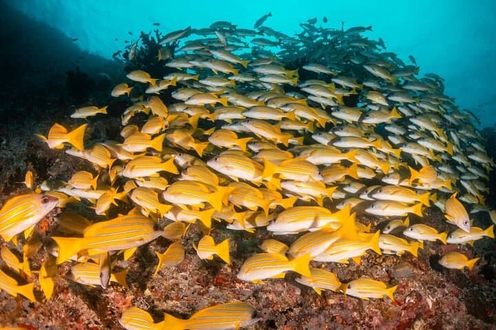 Full-Day Mnemba Dolphin & Jozani Forest Tour — Snorkel, The Rock Lunch, Prison Island photo 5