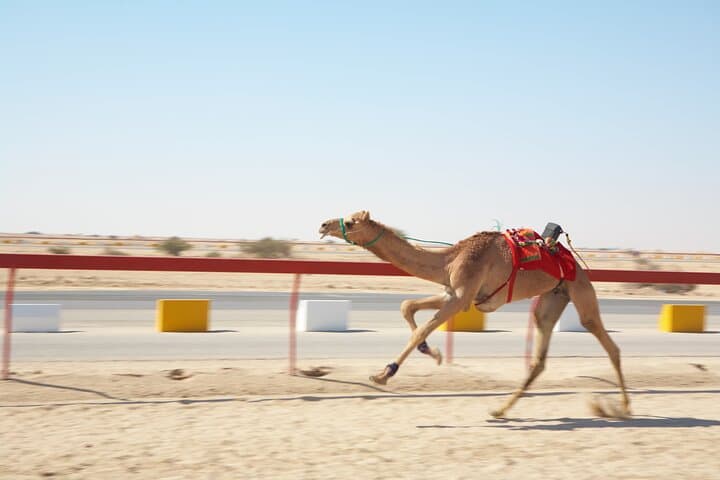 Private Combo Tour: Sheikh Faisal Museum & Al Shahaniya Camel Racing Track photo 2