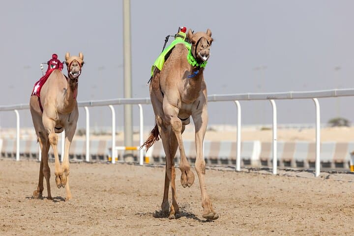 Private Combo Tour: Sheikh Faisal Museum & Al Shahaniya Camel Racing Track photo 3