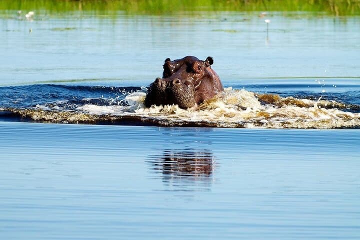 Mokoro Full-Day in the Okavango Delta: Traditional Canoe Safari from Maun