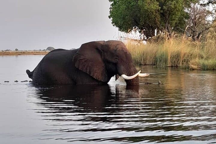 Mokoro Full-Day in the Okavango Delta: Traditional Canoe Safari from Maun photo 3