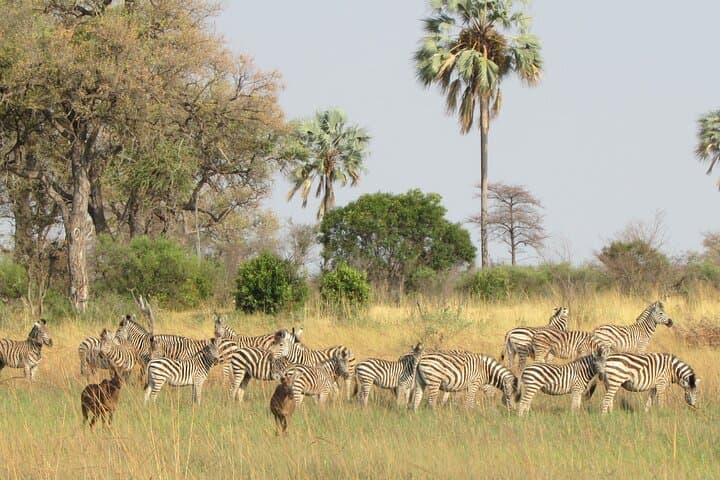 Mokoro Full-Day in the Okavango Delta: Traditional Canoe Safari from Maun photo 4