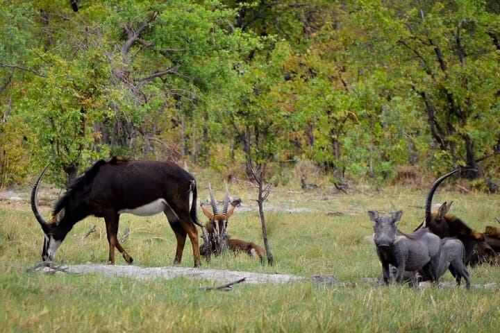 Mokoro Full-Day in the Okavango Delta: Traditional Canoe Safari from Maun photo 5