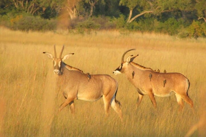 Mokoro Full-Day in the Okavango Delta: Traditional Canoe Safari from Maun photo 6