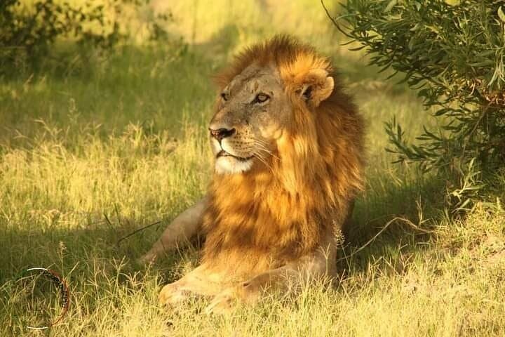 Moremi Full-Day Safari: Wildlife & Birding in Moremi Game Reserve