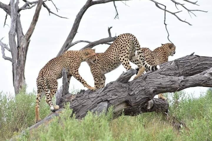 Moremi Full-Day Safari: Wildlife & Birding in Moremi Game Reserve photo 5