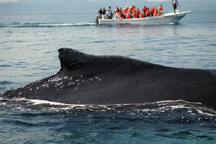 Whale Watching & Cayo Levantado Day Trip with Limón Waterfall — Samaná photo 3