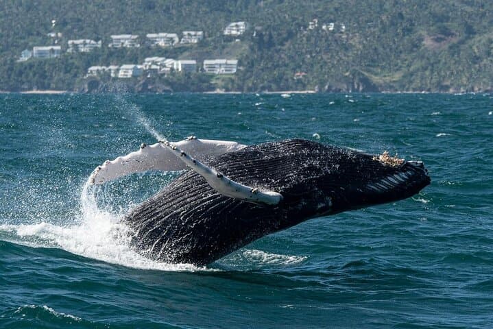 Whale Watching & Cayo Levantado Day Trip with Limón Waterfall — Samaná photo 5