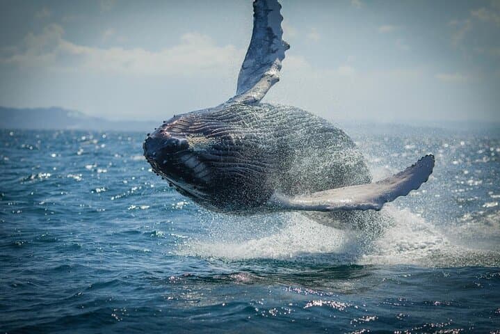 Whale Watching & Cayo Levantado Day Trip with Limón Waterfall — Samaná