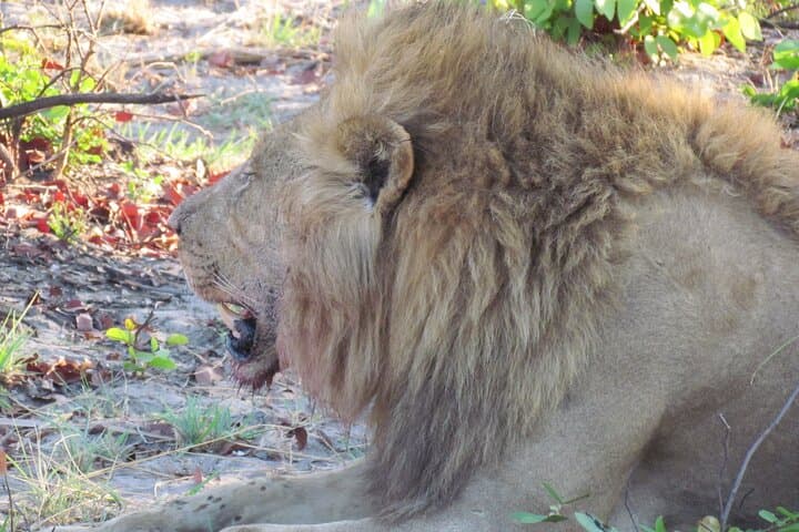 Steenbok Trail Safari: 8-Day Camping Safari Through Moremi, Khwai & Savuti photo 4