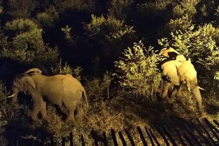 Bush Stargazing by 4x4 at Victoria Falls: Night Safari & Astronomy Guide photo 6