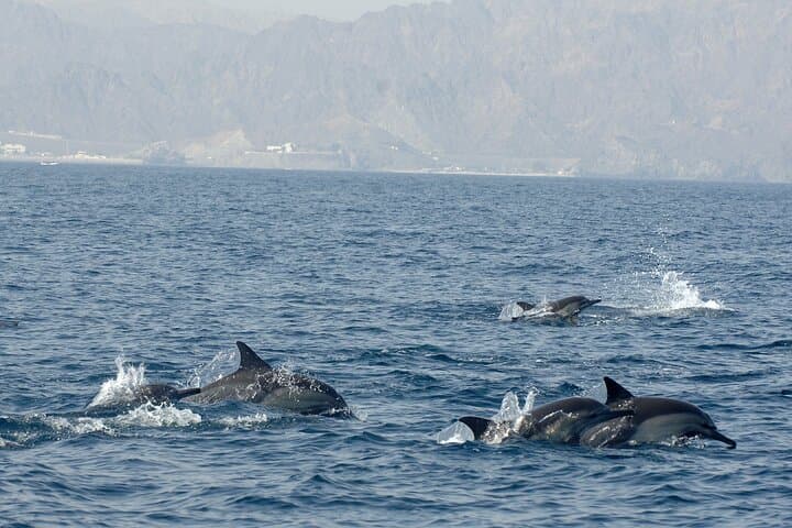 Muscat Dolphin Watching and Snorkeling — 3-Hour Marine Adventure photo 3