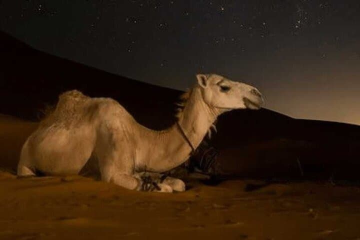 Doha Night Desert Safari: Dune Bashing, Stargazing & Sandboarding photo 5