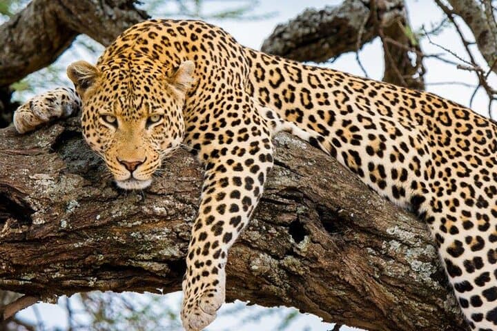 9-Day Private Serengeti Wildebeest Migration Safari: Best Times, Itinerary & Tips photo 1