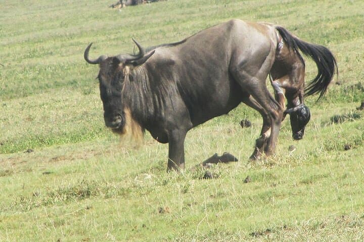 9-Day Private Serengeti Wildebeest Migration Safari: Best Times, Itinerary & Tips photo 2