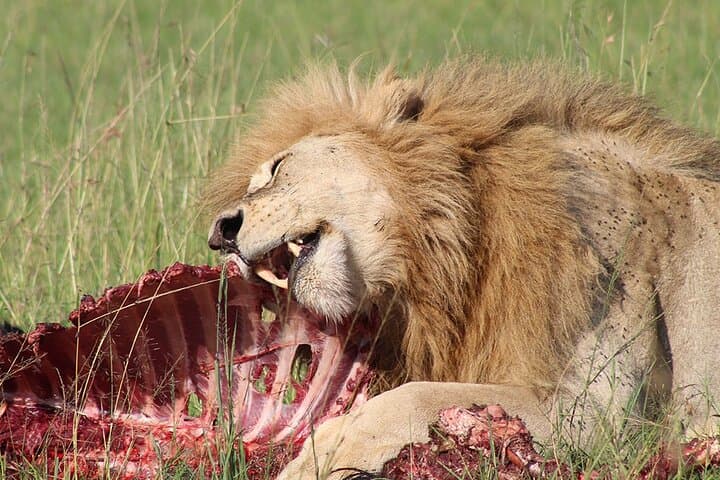 9-Day Private Serengeti Wildebeest Migration Safari: Best Times, Itinerary & Tips photo 3