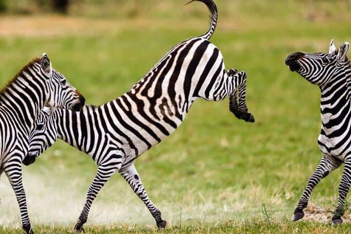 9-Day Private Serengeti Wildebeest Migration Safari: Best Times, Itinerary & Tips photo 4