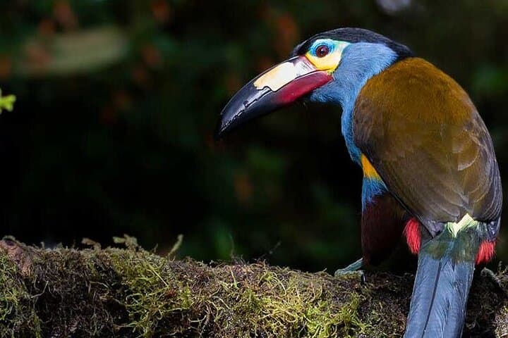Mindo Cloud Forest Private Day Tour — Hummingbirds, Waterfalls & Chocolate photo 2