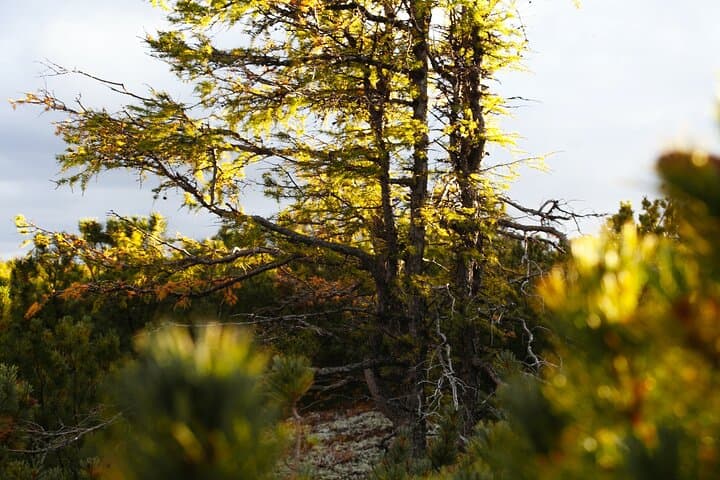 Larch Valley & Sentinel Pass: Moraine Lake Fall Hike from Banff photo 4