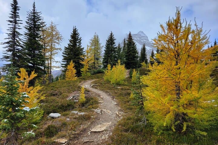 Larch Valley & Sentinel Pass: Moraine Lake Fall Hike from Banff photo 5