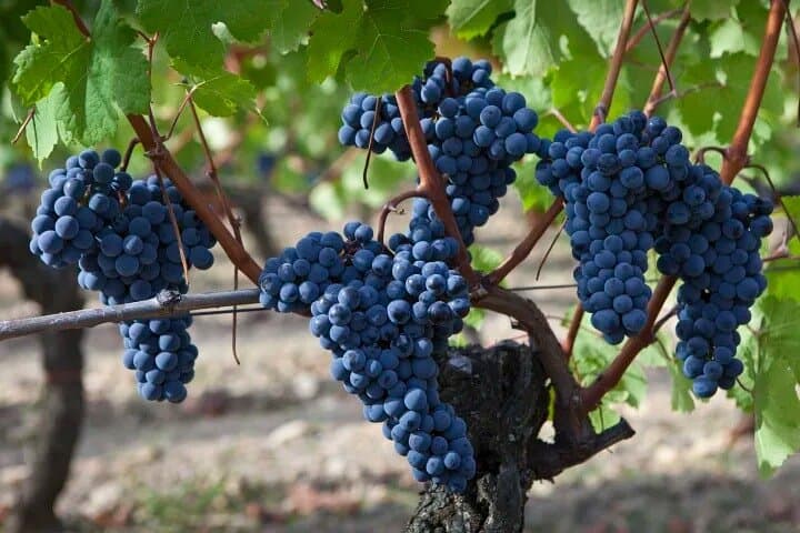 Private Sonoma Wine Tour: 6-Hour Custom SUV Tasting Experience photo 4