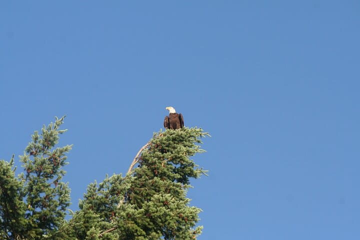 Ancient Forests, Waterfalls & Coastal Vistas: Day Tour from Vancouver photo 6