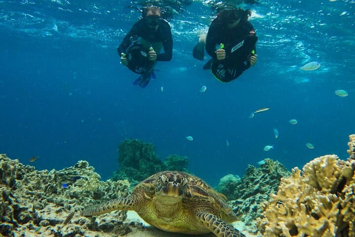 Eco-Friendly Sea Scooter Turtle Tour in Rarotonga — Muri Lagoon Snorkel Adventure photo 5