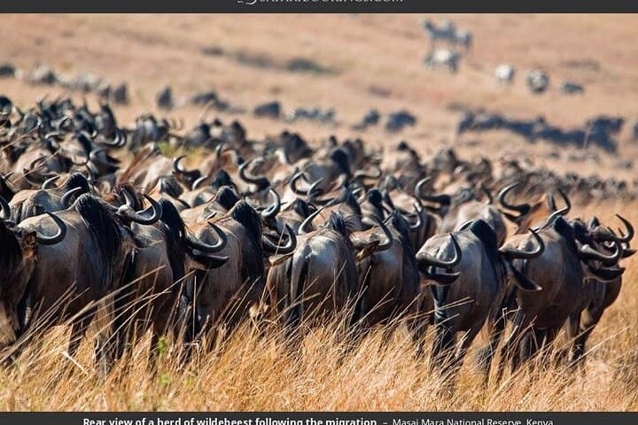 Budget 3-Day Masai Mara Safari: Group-Joining Game Drives & Great Migration photo 3