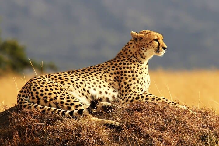 Luxury Kruger Safari and Cape Town: 9-Day Big Five to Table Mountain photo 5