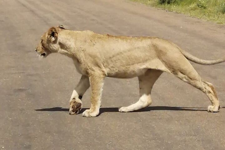 Luxury Kruger Safari and Cape Town: 9-Day Big Five to Table Mountain photo 6