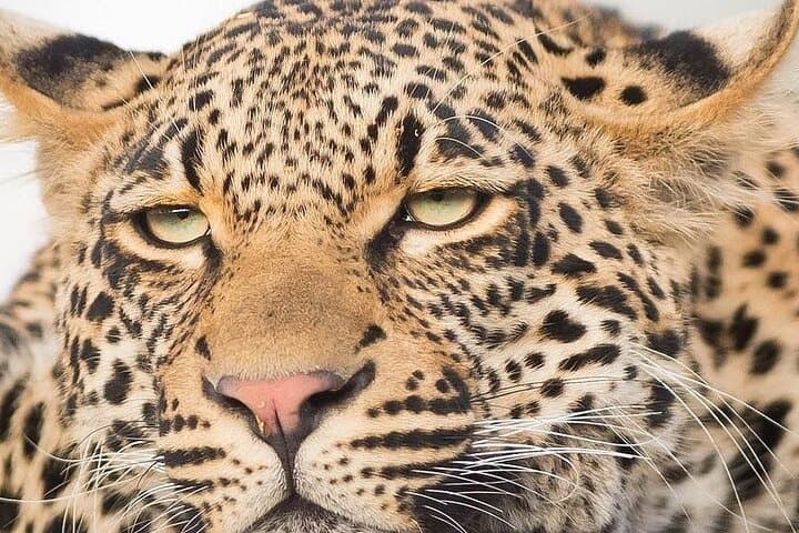 Luxury Kruger Safari and Cape Town: 9-Day Big Five to Table Mountain
