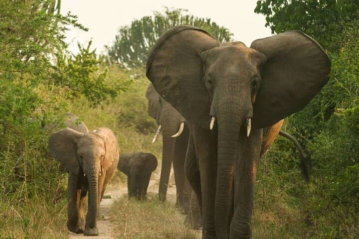 3-Day Queen Elizabeth Safari: Kazinga Channel Cruise, Game Drives & Kyambura Chimp Trek photo 2