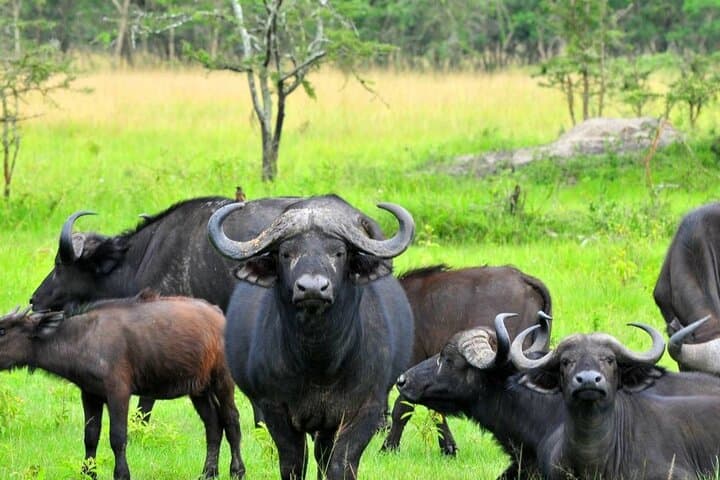 3-Day Queen Elizabeth Safari: Kazinga Channel Cruise, Game Drives & Kyambura Chimp Trek photo 4
