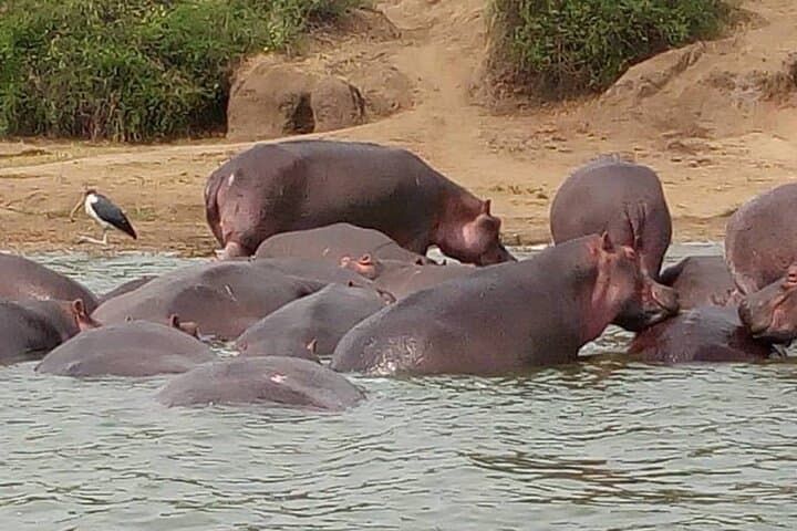 7-Day Private Gorilla & Chimp Trekking Safari in Uganda — Bwindi, Kibale & Murchison photo 6