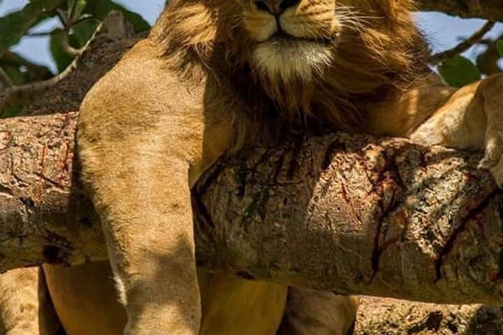 3-Day Queen Elizabeth Safari: Kazinga Channel Cruise, Game Drives & Kyambura Chimp Trek photo 6