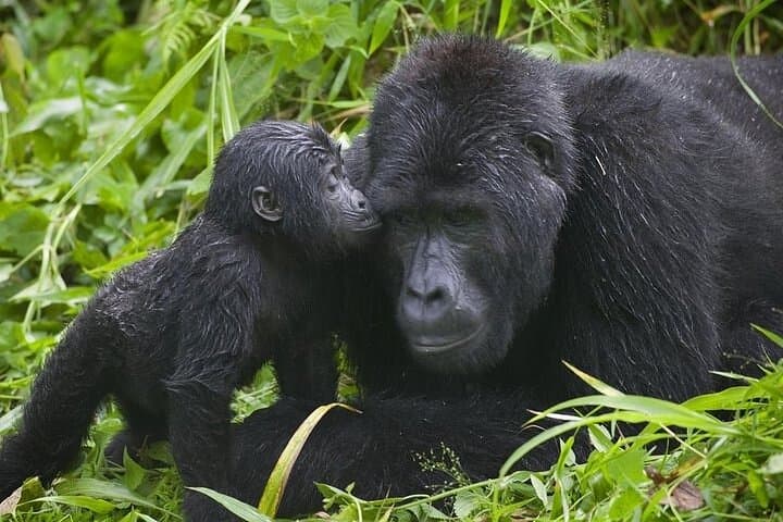 7-Day Private Gorilla & Chimp Trekking Safari in Uganda — Bwindi, Kibale & Murchison
