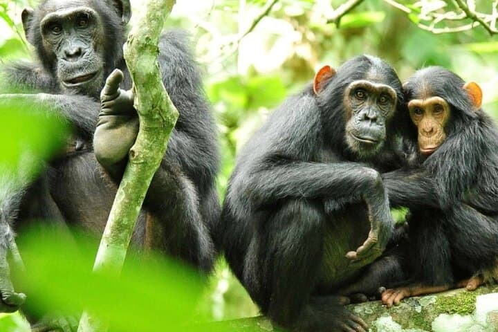 7-Day Private Gorilla & Chimp Trekking Safari in Uganda — Bwindi, Kibale & Murchison photo 2
