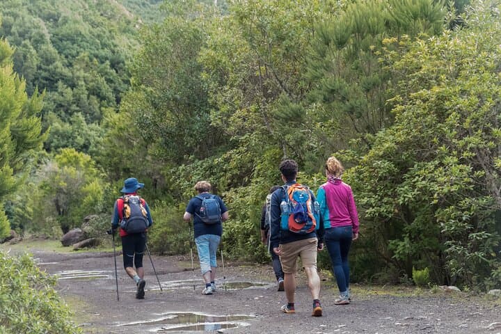 Magic Forest Hike in Tenerife: Guided Laurisilva Walk in Teno Rural Park photo 2