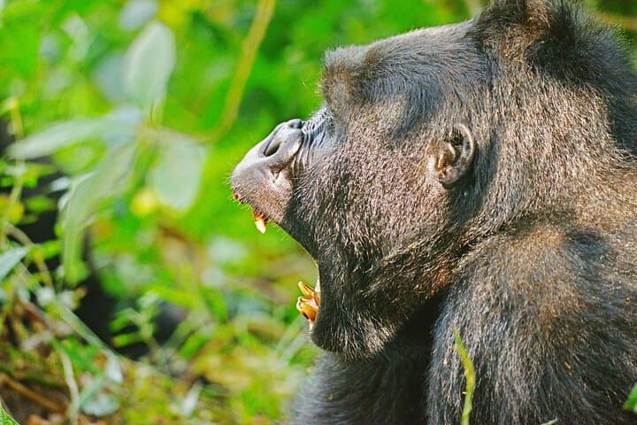 15-Day Uganda Wildlife Safari: Gorillas, Big Five & Cultural Encounters photo 4