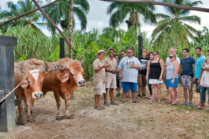 Punta Cana Safari Adventure: Ranch Ride, Coffee Farms & Macao Beach Day Trip photo 3