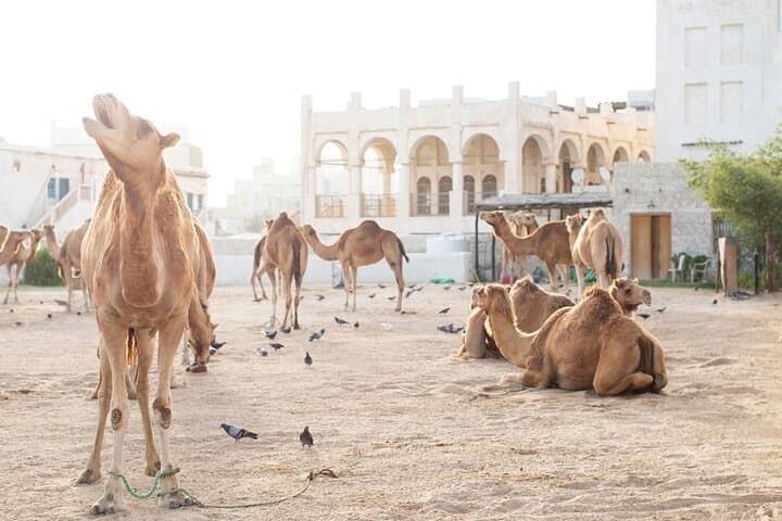 Doha in Four Hours: Private Group City Tour of Souq Waqif, Katara and The Pearl photo 4