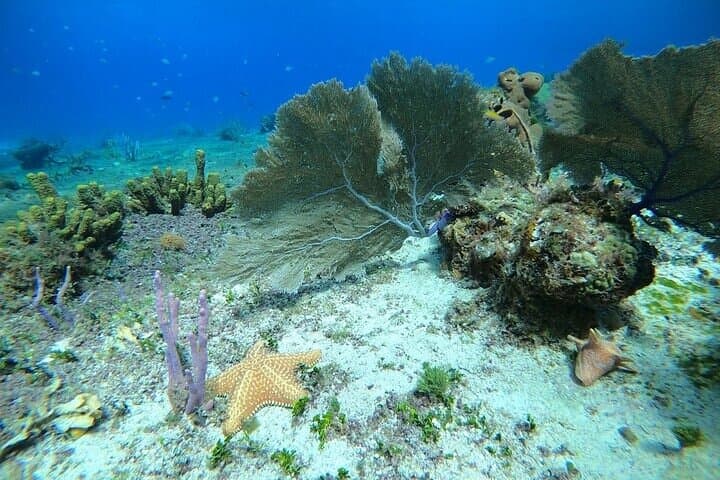 Cozumel Snorkel Tour: Explore Dzul-Ha and Paradise Reefs on Chivis del Mar