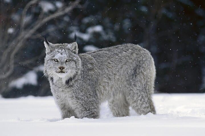 Canmore 2-Hour Guided Snowshoeing in Kananaskis — Winter Tour with Transport photo 3